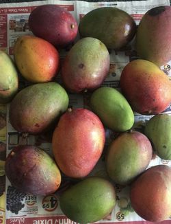 Mango Variety
