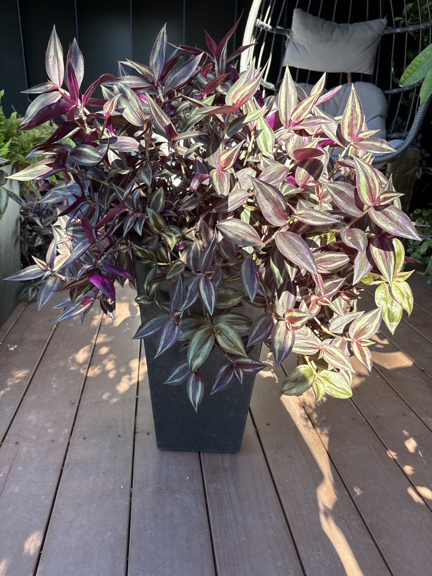 Purple Foliage Potted Plant