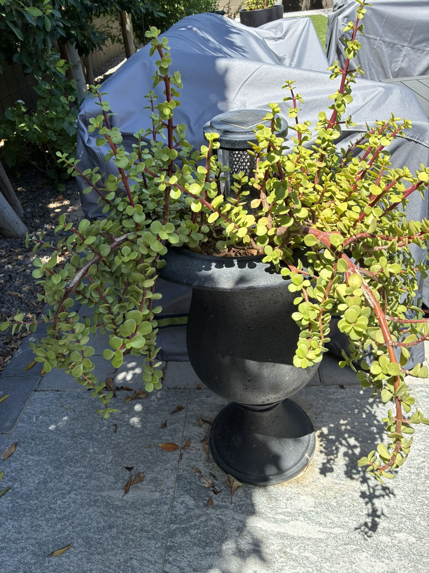 Elephant Plant+pot