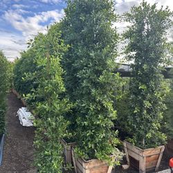 Ficus