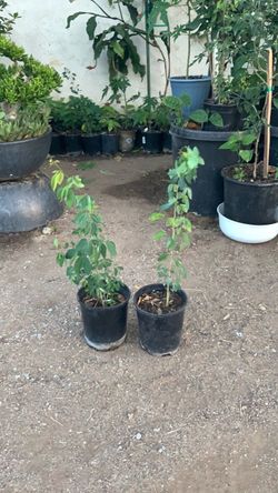 Planta De Guamuchil Guamuchil plant. Manila tamarind