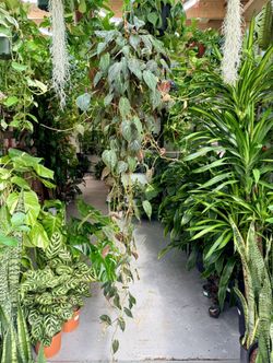 8” Philodendron Micans 6FT Long $54.99 ❤️💚🖤