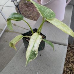 Philodendron  Jose Buono 