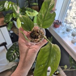 Split Leaf Glacier Pothos