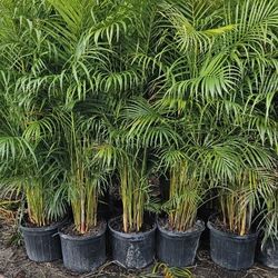 arecas Over 3 feet to 10 feet tall all sizes available staring  $15 and up