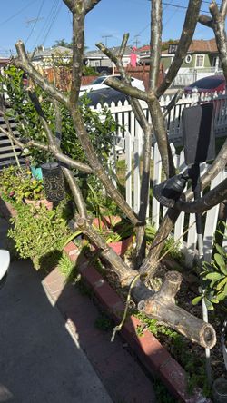 Plumeria Flower Or Flor De Mayo Tree 6 Feet