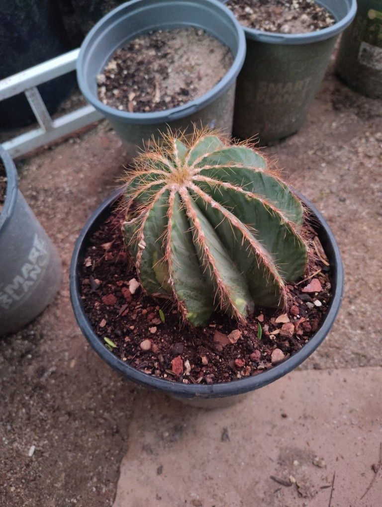 Ball Cactus