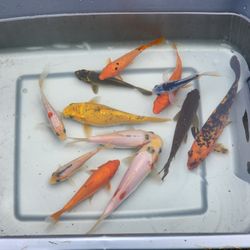 Koi Fish Lot of 12 Japanese Koi Fish Ornamental Pond Fish 4-8 Inches Butterfly & Standard Fin