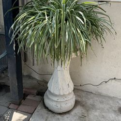 Big Spider Plant 