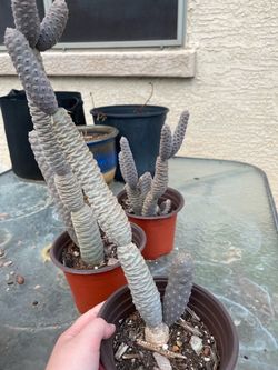 Thornless Pine Cone Cactus