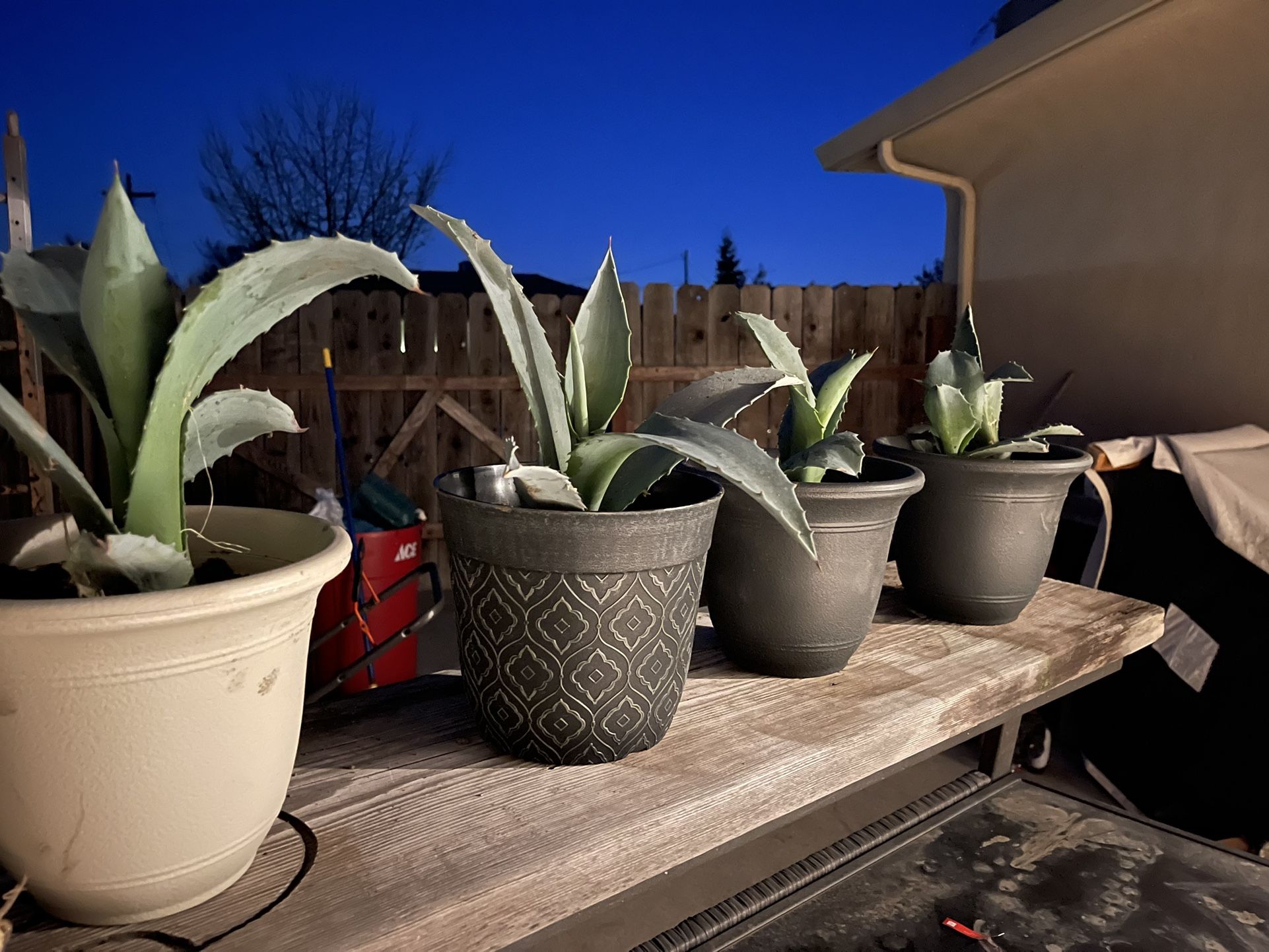 21st American Century Succulents And Sago Palms