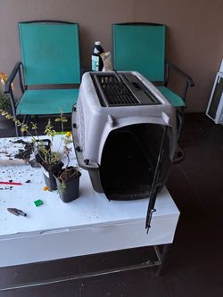Hard Shell Pet Travel Carrier Crate