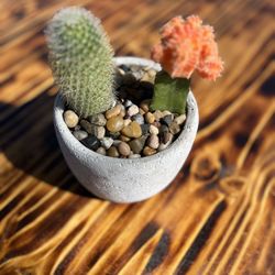 Cacti Succulent, Aloe, Jade Plant 