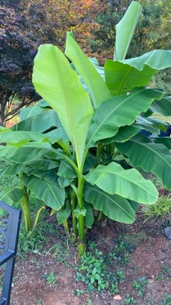 Banana trees