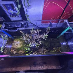 5 gal tank