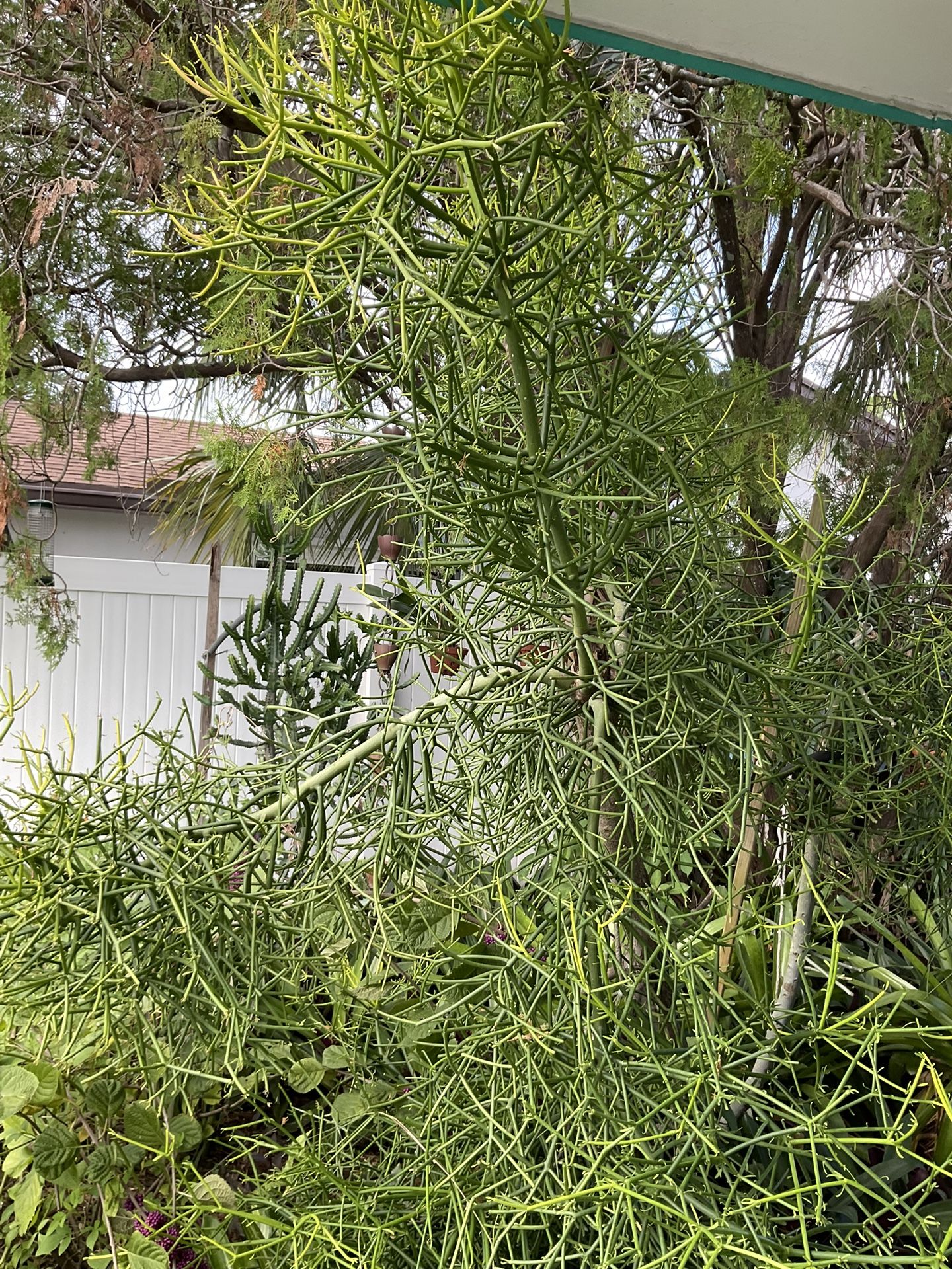 FIRE STICK cactus Cuttings