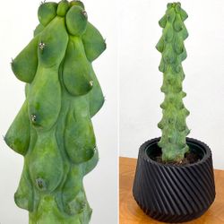 Exotic Boobie Cactus  🪴🌵