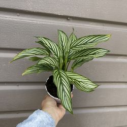 4” calathea vittata