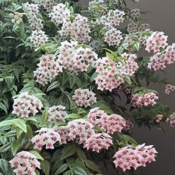 Hoya Bella Blooming All Tine