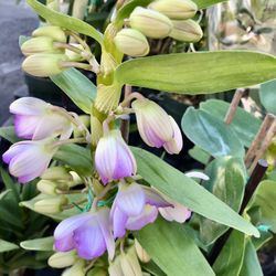 Dendrobium Nobile Orchids Fragrance Gallon 18-24" Tall