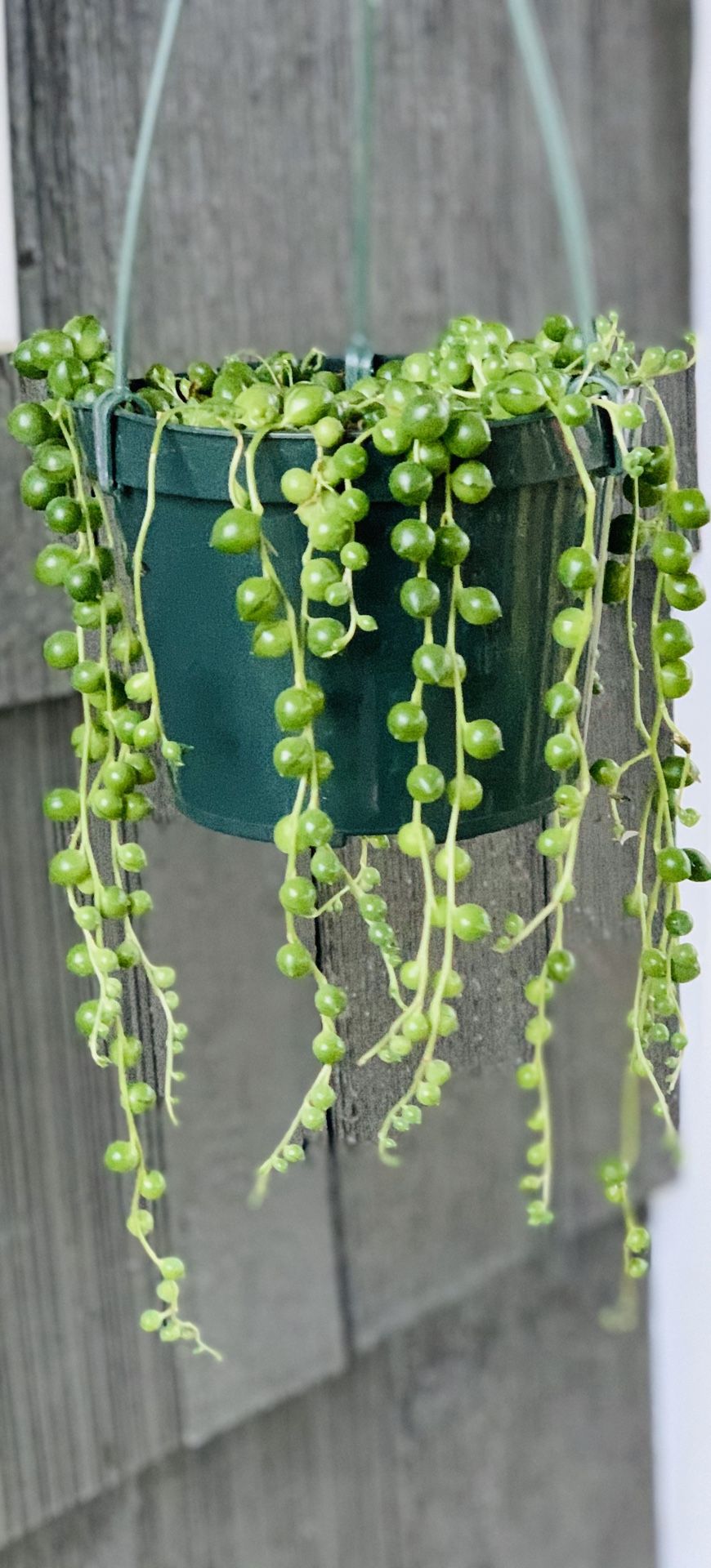 Live Indoor String of Pearls succulent plant in a temporary plastic nursery pot—firm price