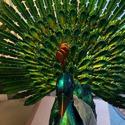 Garden Peacock