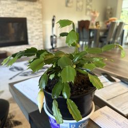 Thanksgiving Cactus Plant In Pot Will Bloom This Season 