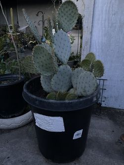 Cactus For Sale