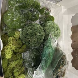 Greenery Moss, Rocks And Mini Trees