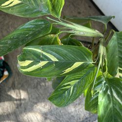 Planta