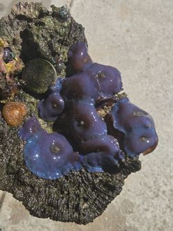 Blue Discosoma Mushrooms