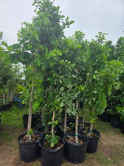 Burr Oak Tree 15gallones 10ft Tall