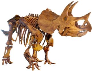 UNIQUE NEW NECKLACES FOSSIL DINOSAUR JEWELRY EDMONTOSAURUS, ANKYLOSAURUS, TRICERATOPS