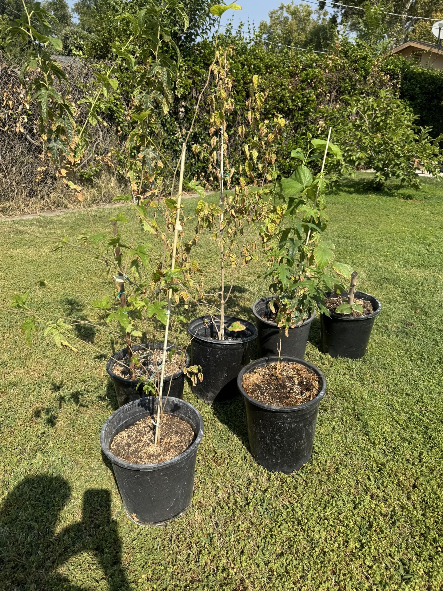 Mulberry Tree / Arbol De Mora