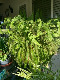 Boston fern