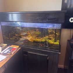 60 Gallon Fish Tank