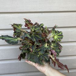 6” Begonia Rex