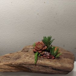 Driftwood Planter with Succulent Arrangement