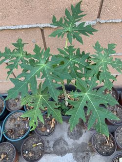 Hawaiian Papaya Plant