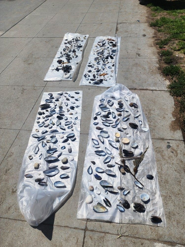 Venice Beach Sea Shells