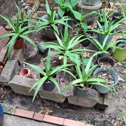 Plants For Sale