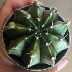 Gymnocalycium Mihanovichii 2”
