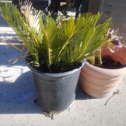 SAGO PALM W Pot 