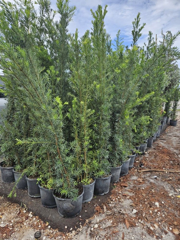 huge Podocarpus over 6 to 7 feet tall Instant Privacy Hedge For Fence Green Full