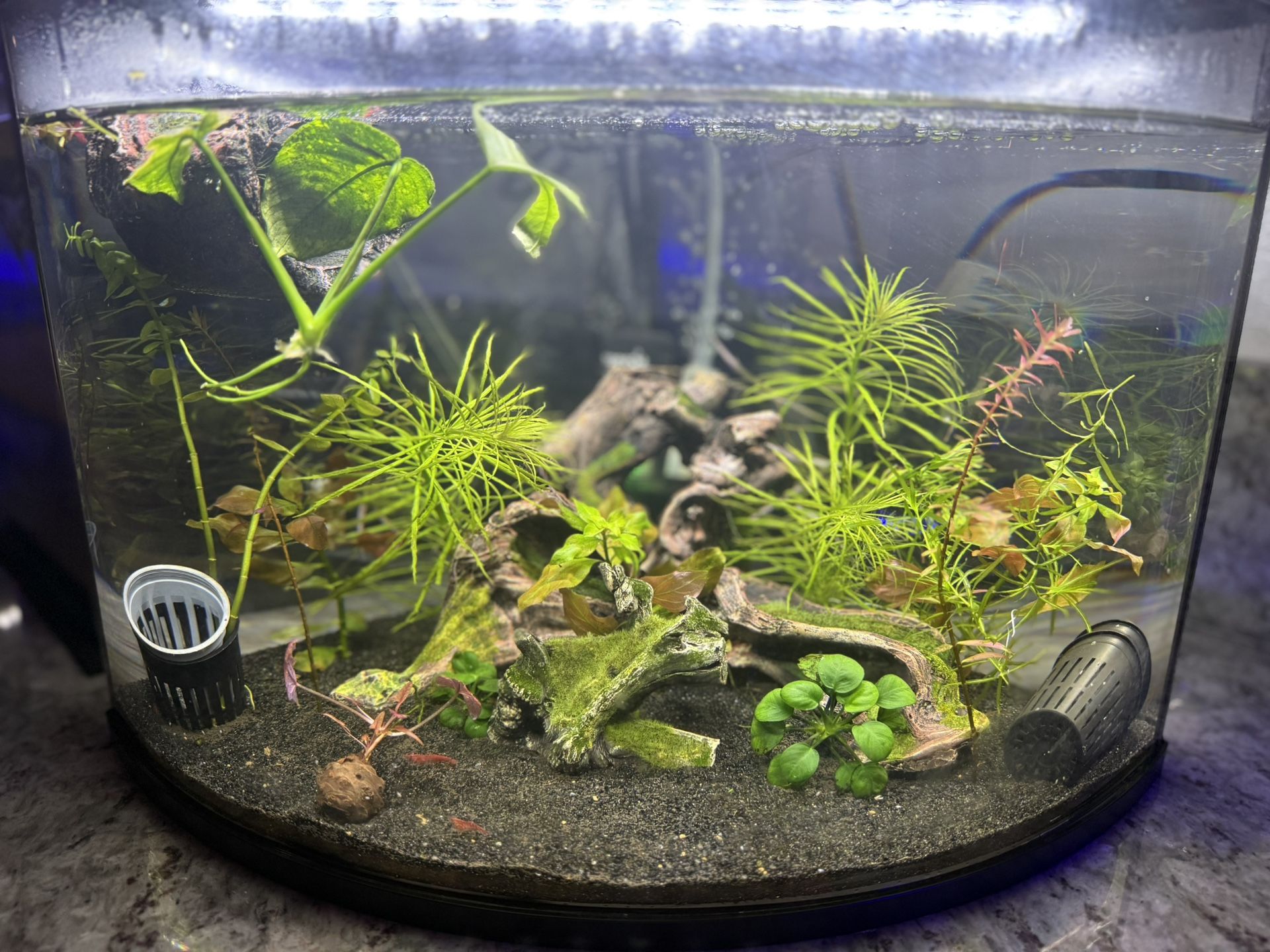 Fully Planted Corner Aquarium