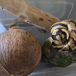 Snake Terrarium 