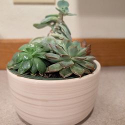 Free! Succulent In Search Of A New Home - Everett 