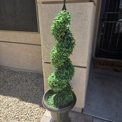 SPIRAL TOPIARY TREES 