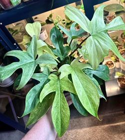 Philodendron Florida Ghost