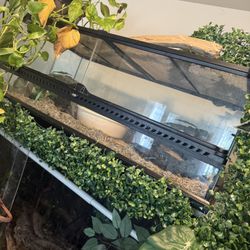 Corn Snake Enclosure 